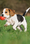 Doggy begle