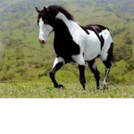 HorseLoversLife