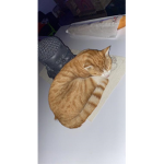 Chaton_fan