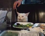 salad cat millitary