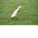 Duckbub on Youtube