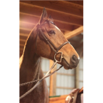 All About...Horses