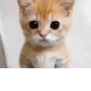 Test, its my first time :D