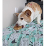 Cookie stuff!