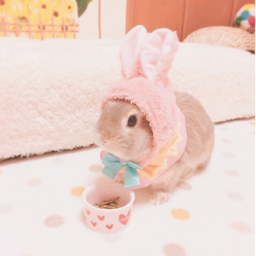 Bunnies obbyヽ(
