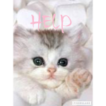 Kitties are cuties