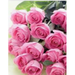 Pink_rose group
