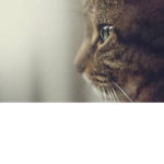 Nesour