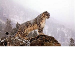 The Big Cats