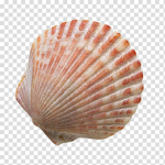 Seashell World