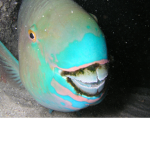Fish Friends !