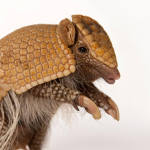 Armadillo Squad