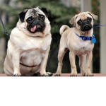 I pug army I