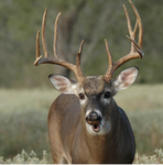 The Wild outsiders