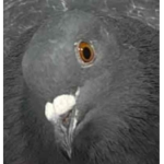The_Pigeon_Pals