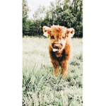 TEDDY B3ARS