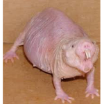 LIL SWERE RATS