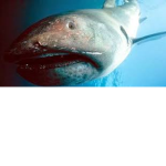 Mega Mouth Shark Inc.