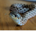 Snakes Games Official