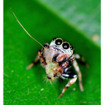 Jumping spider fan club