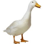 for nothing but ducks