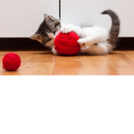 Little Kitten's Daycare Activites