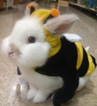 Beefamily##