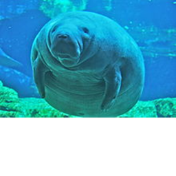 MANATEE LAND work in progress