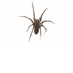 Spider_Gamer