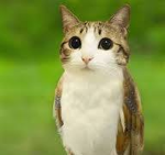 The Meowl Makers