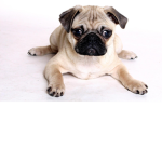 Pug Life !!!