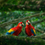 # nature