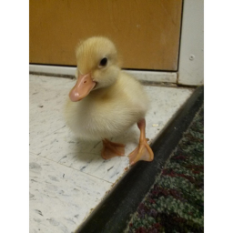 Tower Of QUACK!