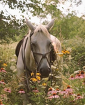 Horse clubx