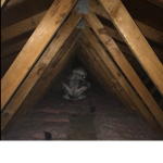 Toppy’s attic
