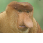 Monkey gang gods