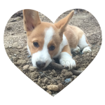 CrazyCorgiSquad