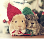 Christma$ Club