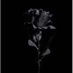 모기친구펜room