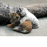 CAT ARE THE BEST!!!