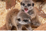 Happy Meerkat Twins