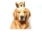 DOGGIEZ UNITED