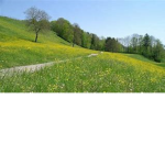 [-] Meadow Clan [-]