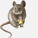 RAT KlNGDOM
