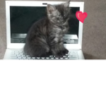 ~Floofy Kittens~