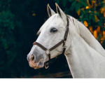 Horse people!!!!!!!!!!!!!