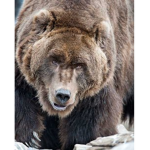 TeamBear Forever