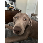 Leydogs