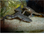 fish lovers clan