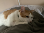 Konnor